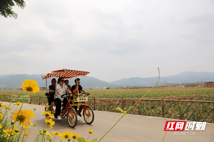游客在三都镇流华湾村骑着四轮游车欣赏美人蕉和格桑花。