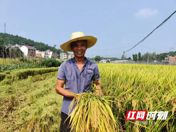 农民手捧稻谷，笑得合不拢嘴。