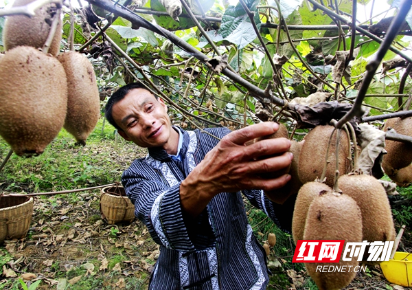 红网凤凰县分站9月20日讯（通讯员 唐金生）9月19日，湖南省凤凰县廖家桥镇菖蒲塘村猕猴桃园开采，果农们穿梭在猕猴桃园中，忙着采摘、挑果、选果、搬运，大家笑逐颜开，喜迎丰收，勾勒一幅乡村丰收的大美画卷。