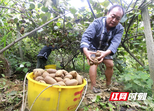 菖蒲塘村曾是一个干旱贫困村，上世纪八、九十年代，王安全、丁青青等村里党员、村主干和能人带头走出村子，考察市场，学习技术，率先引种水果，不断发展壮大，尤其2013年习近平总书记来到菖蒲塘村视察后，进一步加快菖蒲塘村水果产业发展步伐。如今，菖蒲塘村已变成全国闻名的“水果之乡”，全村特色水果种植面积已达5844多亩，其中，猕猴桃面积有4300多亩，今年预计全村水果总产值能够突破3000多万元。