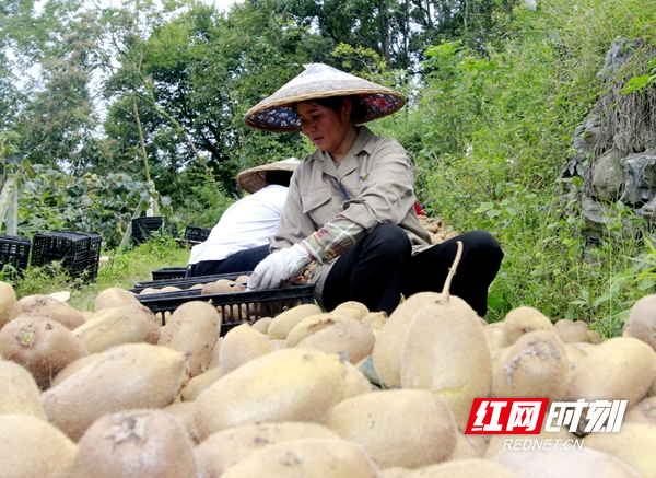 菖蒲塘村曾是一个干旱贫困村，上世纪八、九十年代，王安全、丁青青等村里党员、村主干和能人带头走出村子，考察市场，学习技术，率先引种水果，不断发展壮大，尤其2013年习近平总书记来到菖蒲塘村视察后，进一步加快菖蒲塘村水果产业发展步伐。如今，菖蒲塘村已变成全国闻名的“水果之乡”，全村特色水果种植面积已达5844多亩，其中，猕猴桃面积有4300多亩，今年预计全村水果总产值能够突破3000多万元。