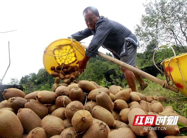 菖蒲塘村曾是一个干旱贫困村，上世纪八、九十年代，王安全、丁青青等村里党员、村主干和能人带头走出村子，考察市场，学习技术，率先引种水果，不断发展壮大，尤其2013年习近平总书记来到菖蒲塘村视察后，进一步加快菖蒲塘村水果产业发展步伐。如今，菖蒲塘村已变成全国闻名的“水果之乡”，全村特色水果种植面积已达5844多亩，其中，猕猴桃面积有4300多亩，今年预计全村水果总产值能够突破3000多万元。