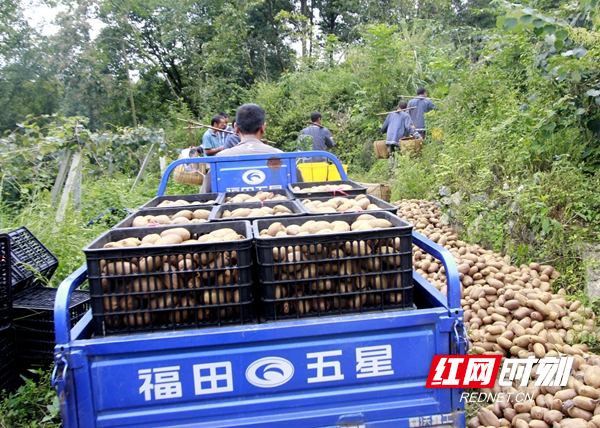 菖蒲塘村曾是一个干旱贫困村，上世纪八、九十年代，王安全、丁青青等村里党员、村主干和能人带头走出村子，考察市场，学习技术，率先引种水果，不断发展壮大，尤其2013年习近平总书记来到菖蒲塘村视察后，进一步加快菖蒲塘村水果产业发展步伐。如今，菖蒲塘村已变成全国闻名的“水果之乡”，全村特色水果种植面积已达5844多亩，其中，猕猴桃面积有4300多亩，今年预计全村水果总产值能够突破3000多万元。