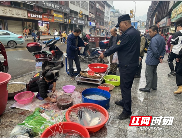 红网凤凰县分站10月4日讯（通讯员 田小芬）“国庆·中秋”黄金周，市民游客欢度国庆、中秋佳节之际,就是城管工作最为忙碌之时。为保障节日期间执法力量不松懈，践行“不忘初心、牢记使命”主题教育精神，凤凰县城市管理和综合执法局全体干部和执法队员放弃休假，坚守岗位，以良好的精神状态和工作作风，全方位服务旅游接待工作，营造一个安全、畅通、规范、有序的出行和旅游环境，让市民和游客过上一个欢乐祥和的“双节”。（图为:执法队员正在清理城区兰径市场早市，杜绝脏乱差现象，维护旅游城市良好形象）