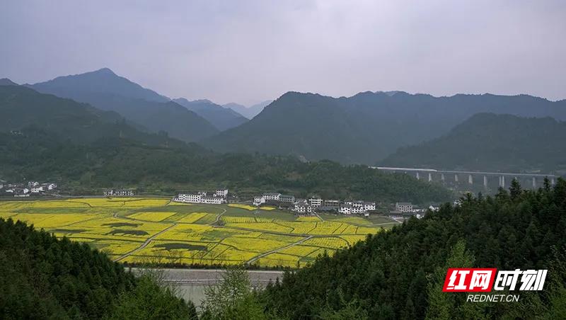 正值百花盛开的季节，怀化市溆浦县北斗溪镇的油菜花、野生杜鹃花盛开，溆浦南站位于其中，飞驰的高铁穿过花海，成为一道迷人的风景线。（雷文录╱摄）