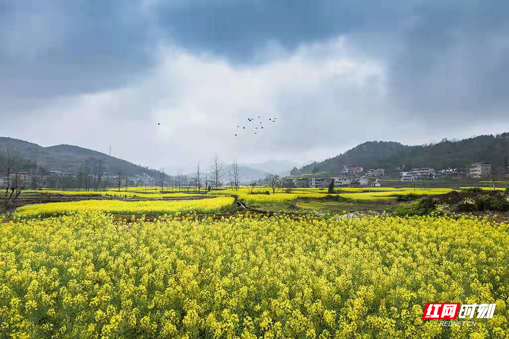 随着2021年湖南油菜花节开幕，省农业农村厅对2021湖南油菜花节“十大最美油菜花乡村旅游点”进行了公示并授牌，武冈市法相岩街道独山村成功入选。图为武冈千倾油菜花基地。（摄影 曾德辉）