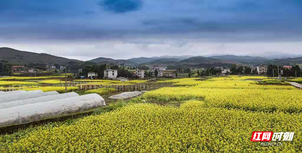 随着2021年湖南油菜花节开幕，省农业农村厅对2021湖南油菜花节“十大最美油菜花乡村旅游点”进行了公示并授牌，武冈市法相岩街道独山村成功入选。图为武冈千倾油菜花基地。（摄影 曾德辉）