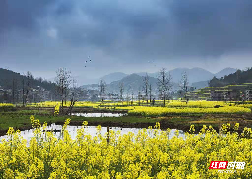 随着2021年湖南油菜花节开幕，省农业农村厅对2021湖南油菜花节“十大最美油菜花乡村旅游点”进行了公示并授牌，武冈市法相岩街道独山村成功入选。图为武冈千倾油菜花基地。（摄影 曾德辉）