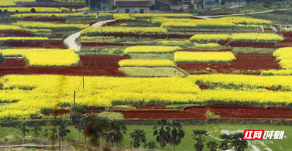 随着2021年湖南油菜花节开幕，省农业农村厅对2021湖南油菜花节“十大最美油菜花乡村旅游点”进行了公示并授牌，武冈市法相岩街道独山村成功入选。图为武冈千倾油菜花基地。（摄影 曾德辉）