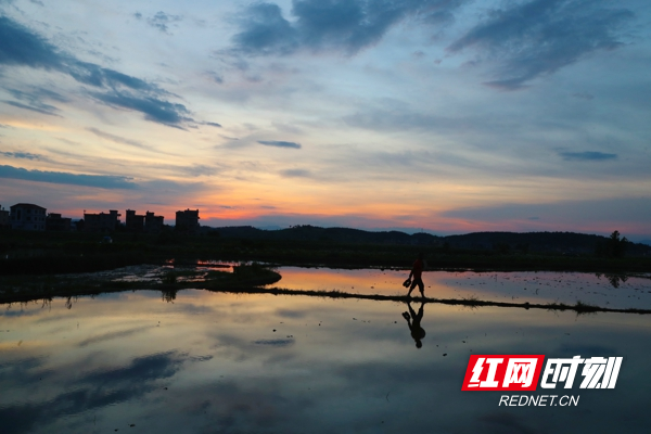 今年以来，湖南省新田县在实施乡村振兴战略进程中，坚持农业农村优先发展，在扩大粮食种植面积基础上，大力发展优质富硒水稻种植，当地农民抢抓农时准备插种中稻，确保今年粮食丰产丰收。