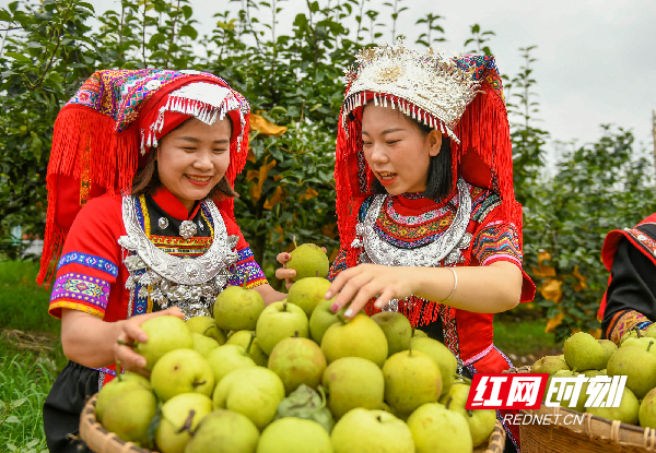 红网时刻6月23日讯（通讯员 杨丁香 蒋克青）6月22日，湖南省永州市江华瑶族自治县大路铺镇瑶山雪梨基地，带货主播在直播间推介地理标志产品“瑶乡雪梨”。