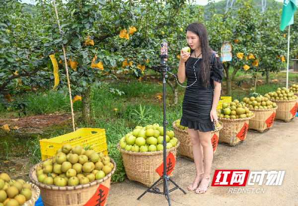 网红主播直播推介“瑶山雪梨”。