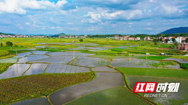 6月27日，湖南省永州市新田县新圩镇白芒村，蓝天白云倒影水田，插秧的农民犹如在云中耕耘，多彩的田园与错落有致的村庄构成了一幅美丽的夏日乡村画卷。