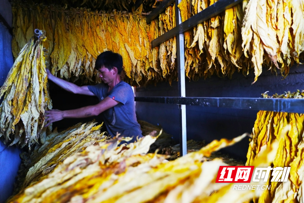 村民正在将烘烤好的烟叶下架出烘烤房。