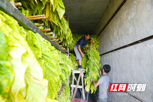 村民正在将编扎的烟叶上架进烘烤房。