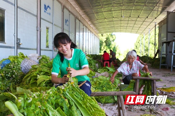村民正在将待烤烟叶进行编扎。