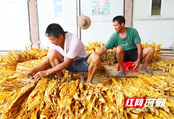 村民正在对烘烤好的烟叶进行扎把分级。