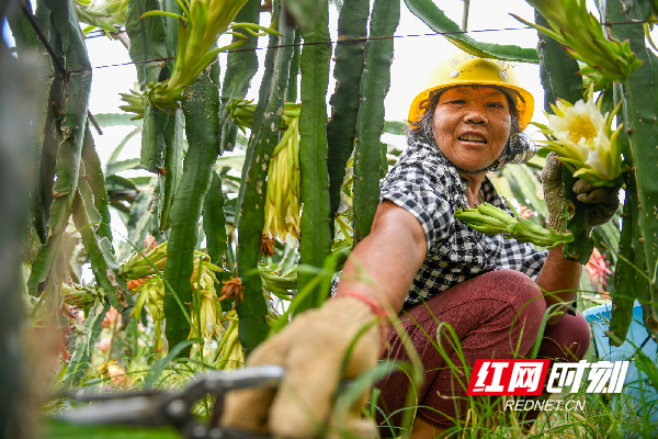 红网时刻7月12讯（通讯员 蒋克青 李昊璋）7月11日，湖南省道县梅花镇棠下村外婆家红心火龙果有机生态园内，果农在护理火龙果树。