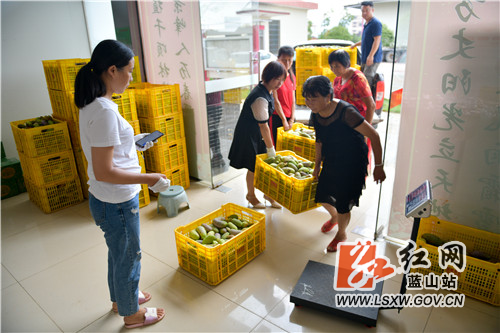 红网蓝山县分站9月23日讯（通讯员 梁利 谭慧娟）9月22日，蓝山县塔峰镇景峰农林基地，工作人员正在对刚刚采摘回来的八月瓜进行分装打包，准备按订单装车运往江苏苏州某大型超市，这是该县八月瓜远销的一个缩影。

近年来，蓝山县按“公司+基地+农户”的模式，培育发展八月瓜种植基地10余个、种植八月瓜400余亩，年均产八月瓜60余万斤，均价16元每斤，年产值近百万元，直接受益的农户200余户。除土地流转产生的收益外，八月瓜基地常年就近聘请民工60余人，有效地助推了乡村振兴。