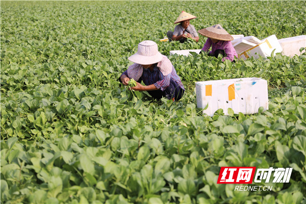 9月28日，湖南省道县梅花镇贵头村蔬菜基地，村民在采收蔬菜。