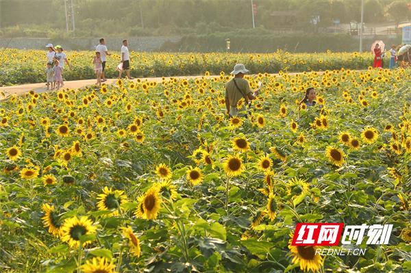 10月1日，市民在道县祥林铺镇两河口村坐游船、赏花海。国庆假日期间，道县梅花镇贵头村、祥林铺镇两河口村、审章塘瑶族乡葫芦岩村、洪塘营瑶族乡癞子山、清塘镇楼田村和月岩村、小塘村等生态旅游休闲景点迎来大批游客，农旅融合的乡村游成为市民假期出游的好选择。