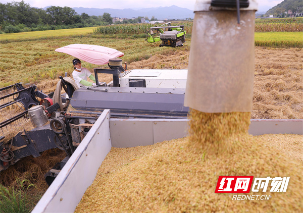 10月7日，道县梅花镇车头村，将收割的晚稻装车。