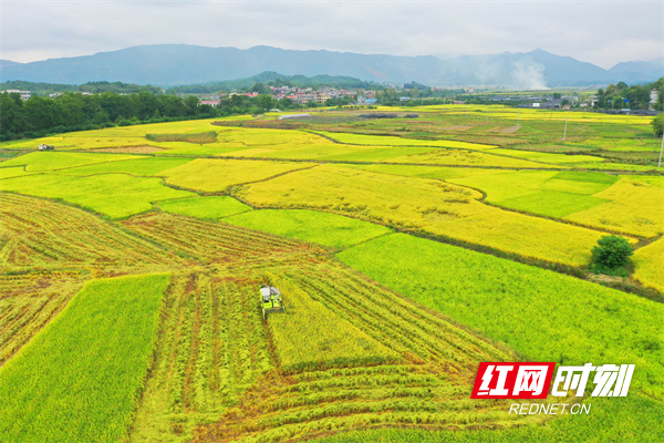 10月7日，道县梅花镇车头村，种粮大户周跃和雇请收割机收晚稻。