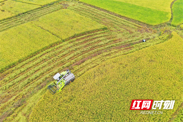 10月7日，道县梅花镇车头村，种粮大户周跃和雇请收割机收晚稻。