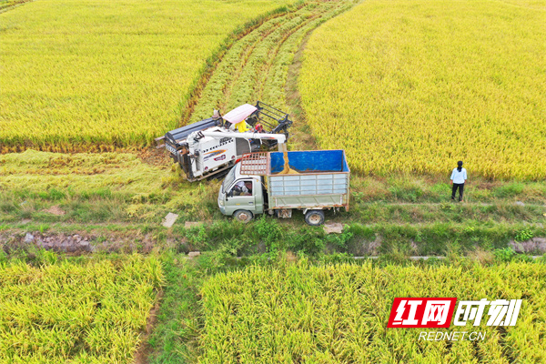 10月7日，道县梅花镇车头村，种粮大户周跃和雇请收割机收晚稻。