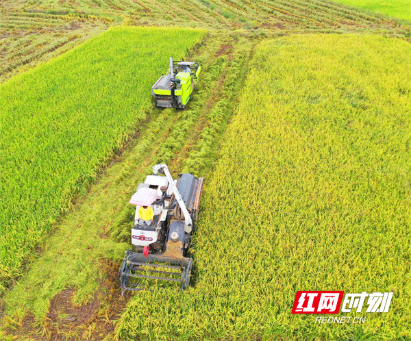 10月7日，道县梅花镇车头村，种粮大户周跃和雇请收割机收晚稻。