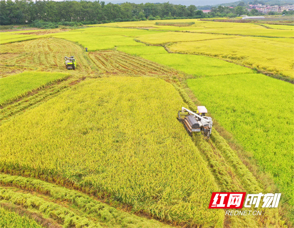 10月7日，道县梅花镇车头村，种粮大户周跃和雇请收割机收晚稻。