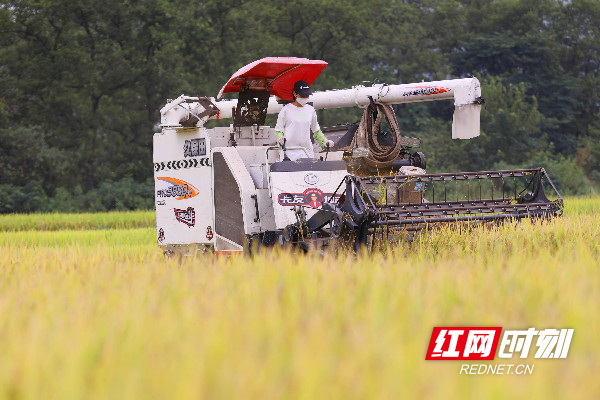 道县是粮食生产大县，通过“基地+合作社+大户+农户”的模式和不断提高水稻生产机械化率，全县水稻种植面积多年稳定在90万亩左右。