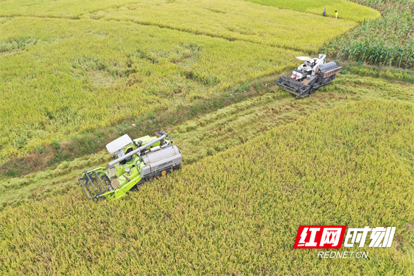 红网时刻10月9日讯（通讯员 何红福 蒋奕）金秋时节，湖南省永州市道县28万亩晚稻陆续成熟，田野宛如铺金毯，田间地头一派丰收的忙碌景象。