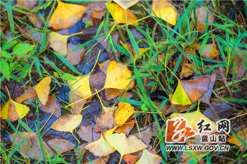 秋雨落，叶渐黄。10月13日，深秋时节，蓝山县处处呈现出一幅别有韵味的秋日美景图。连日来的绵绵秋雨，让天气变得更加凉爽，也让草木枯黄、树叶凋零。秋风秋雨，悄悄为每一片树叶染上秋的颜色，增添了几分秋的韵味。色彩斑斓的秋叶把大自然装点成一幅色彩鲜艳的油彩画，正默默告知人们深秋的到来。