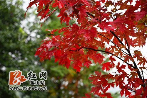 10月31日，蓝山县夔龙山受绵绵秋雨影响，随着海拔的攀升，云雾如纱一般缭绕；在登山的石阶两旁，雨中的红枫湿露露的，楚楚动人；云遮雾绕中的石亭与树木，显得神秘莫测。

近年来，该县大力建设城市小游园，主打生态牌，让市民们出门即可享受到天然的氧吧。