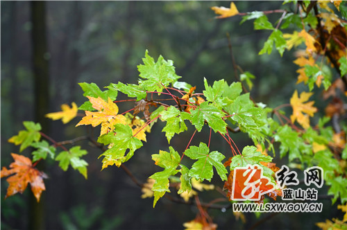 10月31日，蓝山县夔龙山受绵绵秋雨影响，随着海拔的攀升，云雾如纱一般缭绕；在登山的石阶两旁，雨中的红枫湿露露的，楚楚动人；云遮雾绕中的石亭与树木，显得神秘莫测。

近年来，该县大力建设城市小游园，主打生态牌，让市民们出门即可享受到天然的氧吧。