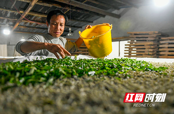 近年来，湖南省道县积极引导农民种桑养蚕，推广小蚕共育技术，依托“公司+合作社+农户”的发展模式，带动当地群众增收致富，助推乡村振兴。