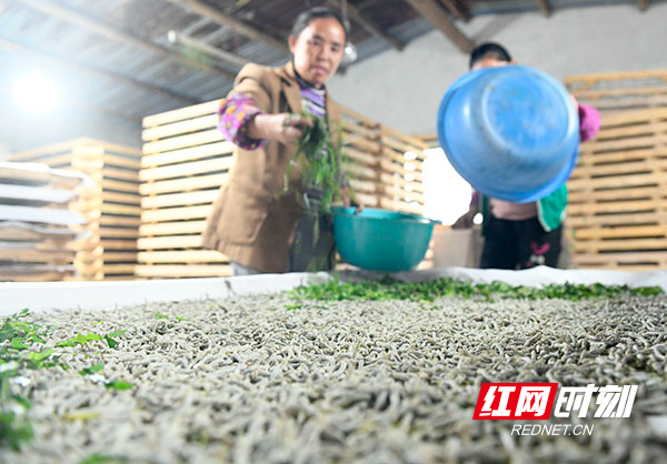 近年来，湖南省道县积极引导农民种桑养蚕，推广小蚕共育技术，依托“公司+合作社+农户”的发展模式，带动当地群众增收致富，助推乡村振兴。