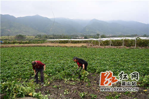 11月6日，蓝山县城郊花果一带，农民朋友们正进行“三冬”生产。他们或除草、或种菜、或收割储藏，忙得不亦乐乎，以实际行动迎接立冬节气，为立冬后的生产和生活打下坚实的基础。