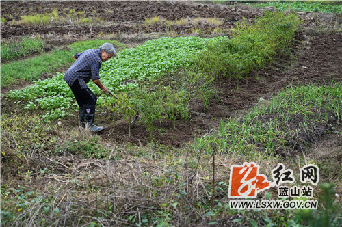 11月6日，蓝山县城郊花果一带，农民朋友们正进行“三冬”生产。他们或除草、或种菜、或收割储藏，忙得不亦乐乎，以实际行动迎接立冬节气，为立冬后的生产和生活打下坚实的基础。