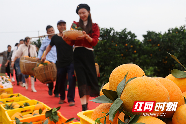 湖南道县脐橙黄采摘忙组图