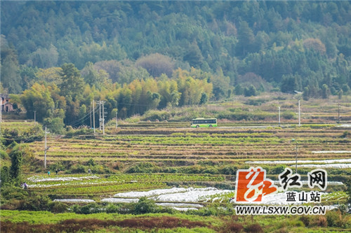 11月19日，初冬时节，蓝山县塔峰镇榴源村一带，秋收过后多彩的田野与薄雾、青山、村庄民居，构成一幅别有韵味的冬日乡村自然画卷。
冬闲人不闲，该村积极宣传发动冬季农业生产，提高群众冬种积极性，当地村民在秋收后及时翻耕田地，抢抓节令移栽蔬菜、播种油菜，同时为未及时采收的香芋覆膜过冬，冬季的田野仍然充满生机。