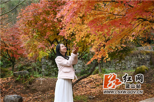 11月20日，蓝山湘江源瑶族乡坪塬村湘江大峡谷，前来欣赏红枫的游人络绎不绝。

近年来，该村充分利用地处湘江源头的生态优势和森林覆盖率高的资源优势，引进战略投资商进行生态旅游开发。一方面，村里的瑶胞以资源入股参与旅游开发；另一方面，开发商通过就近聘用员工、土地流转补偿等形式反哺当地瑶胞，实现了旅游开发与乡村振兴的双赢。目前，湘江大峡谷10万株红枫进入了最佳观赏期，火红的枫叶既映红了湘江大峡谷，也衬热了寒冷的冬季，更点缀了远方的游子一路的风景。这正是，你在湘江大峡谷看风景，看枫景的人在湘江大峡谷看你。