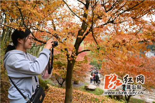 11月20日，蓝山湘江源瑶族乡坪塬村湘江大峡谷，前来欣赏红枫的游人络绎不绝。

近年来，该村充分利用地处湘江源头的生态优势和森林覆盖率高的资源优势，引进战略投资商进行生态旅游开发。一方面，村里的瑶胞以资源入股参与旅游开发；另一方面，开发商通过就近聘用员工、土地流转补偿等形式反哺当地瑶胞，实现了旅游开发与乡村振兴的双赢。目前，湘江大峡谷10万株红枫进入了最佳观赏期，火红的枫叶既映红了湘江大峡谷，也衬热了寒冷的冬季，更点缀了远方的游子一路的风景。这正是，你在湘江大峡谷看风景，看枫景的人在湘江大峡谷看你。