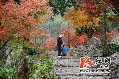 11月20日，蓝山湘江源瑶族乡坪塬村湘江大峡谷，前来欣赏红枫的游人络绎不绝。

近年来，该村充分利用地处湘江源头的生态优势和森林覆盖率高的资源优势，引进战略投资商进行生态旅游开发。一方面，村里的瑶胞以资源入股参与旅游开发；另一方面，开发商通过就近聘用员工、土地流转补偿等形式反哺当地瑶胞，实现了旅游开发与乡村振兴的双赢。目前，湘江大峡谷10万株红枫进入了最佳观赏期，火红的枫叶既映红了湘江大峡谷，也衬热了寒冷的冬季，更点缀了远方的游子一路的风景。这正是，你在湘江大峡谷看风景，看枫景的人在湘江大峡谷看你。