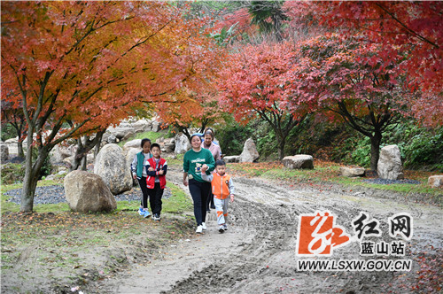 11月20日，蓝山湘江源瑶族乡坪塬村湘江大峡谷，前来欣赏红枫的游人络绎不绝。

近年来，该村充分利用地处湘江源头的生态优势和森林覆盖率高的资源优势，引进战略投资商进行生态旅游开发。一方面，村里的瑶胞以资源入股参与旅游开发；另一方面，开发商通过就近聘用员工、土地流转补偿等形式反哺当地瑶胞，实现了旅游开发与乡村振兴的双赢。目前，湘江大峡谷10万株红枫进入了最佳观赏期，火红的枫叶既映红了湘江大峡谷，也衬热了寒冷的冬季，更点缀了远方的游子一路的风景。这正是，你在湘江大峡谷看风景，看枫景的人在湘江大峡谷看你。
