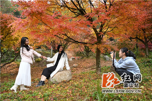 11月20日，蓝山湘江源瑶族乡坪塬村湘江大峡谷，前来欣赏红枫的游人络绎不绝。

近年来，该村充分利用地处湘江源头的生态优势和森林覆盖率高的资源优势，引进战略投资商进行生态旅游开发。一方面，村里的瑶胞以资源入股参与旅游开发；另一方面，开发商通过就近聘用员工、土地流转补偿等形式反哺当地瑶胞，实现了旅游开发与乡村振兴的双赢。目前，湘江大峡谷10万株红枫进入了最佳观赏期，火红的枫叶既映红了湘江大峡谷，也衬热了寒冷的冬季，更点缀了远方的游子一路的风景。这正是，你在湘江大峡谷看风景，看枫景的人在湘江大峡谷看你。
