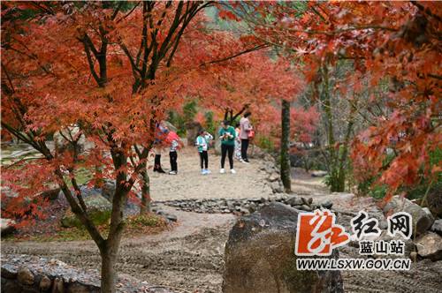 11月20日，蓝山湘江源瑶族乡坪塬村湘江大峡谷，前来欣赏红枫的游人络绎不绝。

近年来，该村充分利用地处湘江源头的生态优势和森林覆盖率高的资源优势，引进战略投资商进行生态旅游开发。一方面，村里的瑶胞以资源入股参与旅游开发；另一方面，开发商通过就近聘用员工、土地流转补偿等形式反哺当地瑶胞，实现了旅游开发与乡村振兴的双赢。目前，湘江大峡谷10万株红枫进入了最佳观赏期，火红的枫叶既映红了湘江大峡谷，也衬热了寒冷的冬季，更点缀了远方的游子一路的风景。这正是，你在湘江大峡谷看风景，看枫景的人在湘江大峡谷看你。