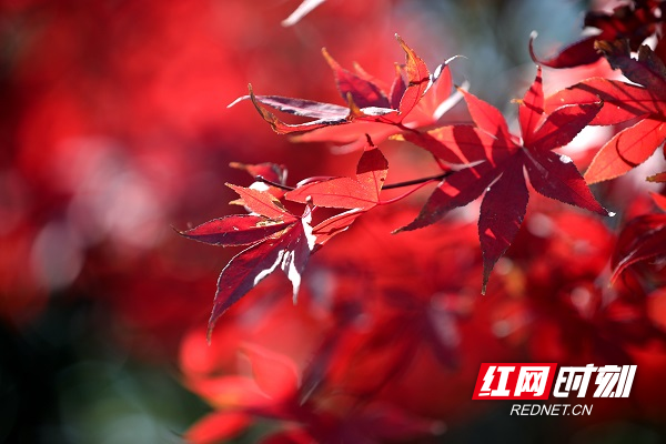 冬日暖阳，温暖和煦，湖南省新田县各个公园、街道的红枫俏立枝头，鲜红似火，为冬季带来了几分美好。时光正用它的神奇之笔，将一抹抹枫叶红点缀着城市的公园和街道，惹人怜爱。