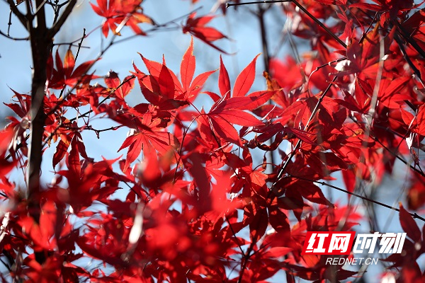 冬日暖阳，温暖和煦，湖南省新田县各个公园、街道的红枫俏立枝头，鲜红似火，为冬季带来了几分美好。时光正用它的神奇之笔，将一抹抹枫叶红点缀着城市的公园和街道，惹人怜爱。